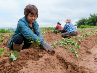 种下的红薯，4个月后成了乡愁的味道