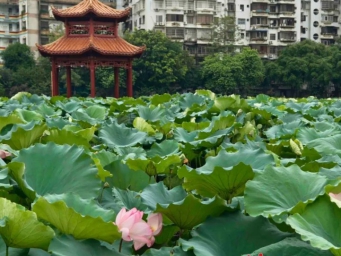 花期预计持续到八月！梧州这里夏荷绽放