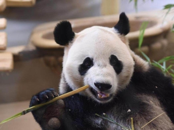 大熊猫“荷风”“兰韵”亮相维也纳